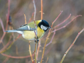 Cute bird Great tit, songbird sitting on a branch without leaves in the autumn or winter.