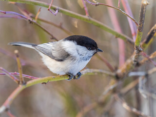 Cute bird the willow tit, song bird sitting on a branch without leaves in the winter.