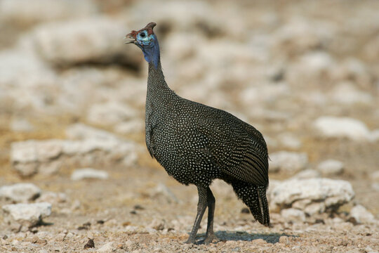 Spotted Guineafowl walking in the open in Etosha nature reserve in Namibia