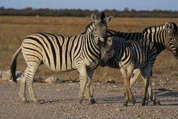 Zebra togetherness, 2 zebra together protecting each other in a couple form showing love to each other.
Etosha Nature Reserve in Namibia - obrazy, fototapety, plakaty