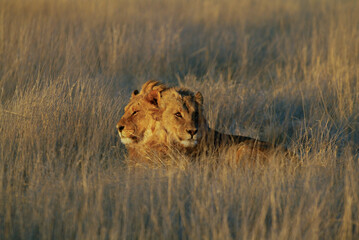 Proud lion laying down in the grass soaking up the morning sun in Etosha Nature reserve in Namibia