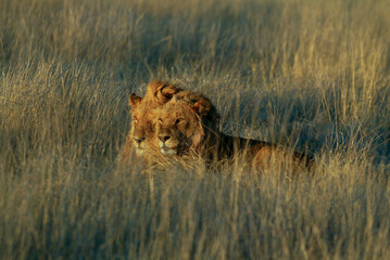 Proud lion laying down in the grass soaking up the morning sun in Etosha Nature reserve in Namibia