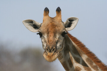 Beautiful portrait of a single giraffe with its head in the air. Etosha nature reserve in Namibia © Phillip