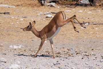 Impala with hind legs in the air while running and jumping, looks funny like its walking on its front legs.
Etosha nature reserve in Namibia