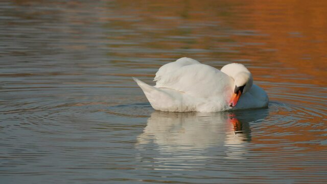 White swan grooming on the lake.