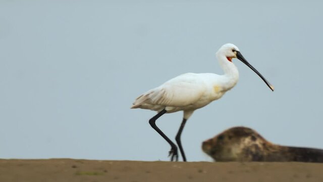 Eurasian spoonbill walking through seals in the sand of Texel island beach