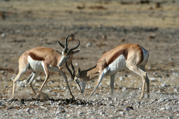 Naklejka na ściany i meble Springbuck males fighting for dominance over a herd of females during mating season in Etosha Nature reserve in Namibia