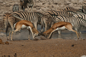 Obraz na płótnie Canvas Springbuck males fighting for dominance over a herd of females during mating season in Etosha Nature reserve in Namibia