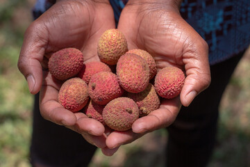 Hands holding Lychee exotic sweet fruits (Litchi chinensis) in Africa