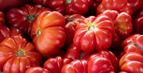 Fresh, shiny heirloom tomatoes are on piled up and on display at a Farmers Market in Oregon