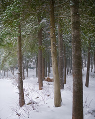 Snow covered Winter landscape at a cottage in Muskoka, Canada with firewood in background.