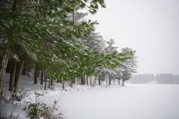 Snow covered Winter landscape with trees near a frozen lake in Muskoka cottage country, Canada.