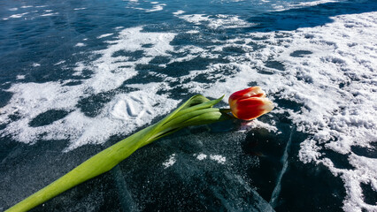 A bright red tulip with a long stem lies on the blue ice of a frozen lake. Cracks in the depth and snow on the surface are visible. Baikal