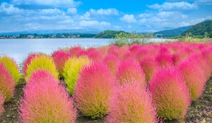 秋のコキアと湖