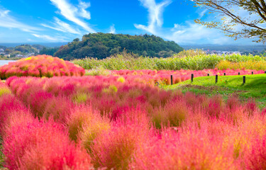赤いコキアと秋晴れ