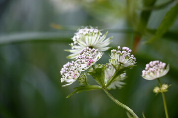 Unusual flowers astrantia with narrow petals of white color on a green background.