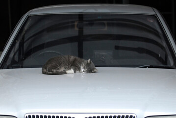 値段にお構いなく高級車の上で寝る猫