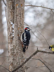 Little woodpecker sits on a tree trunk with snow in winter. The great spotted woodpecker, Dendrocopos major