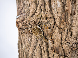 Little bird Eurasian treecreeper crawling on a tree in winter. Nature background. Bird: Short toed Treecreeper. Certhia brachydactyla.