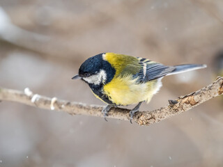 Cute bird Great tit, songbird sitting on a branch without leaves in the autumn or winter.