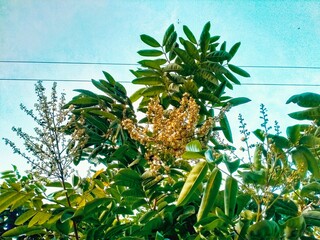 The mango foliage on a branch