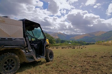 Modern rural farm transport, a rugged 4x4, side-by-side, ATV overlooks a field of black Angus cows...