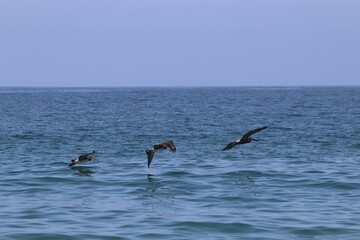 Fototapeta premium Pelicans in Flight