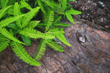 Naklejka premium Fern in the upper left corner of the image on the red rock in the background.