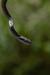 Dog-toothed Cat Snake (Boiga cynodon)