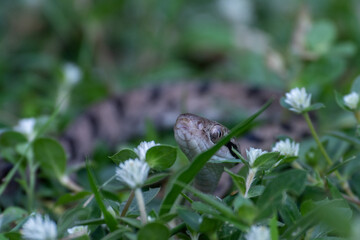Dog-toothed Cat Snake (Boiga cynodon)