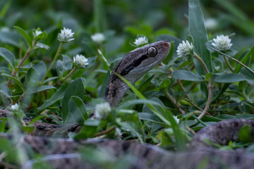 Dog-toothed Cat Snake (Boiga cynodon)
