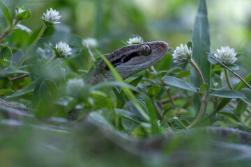 Dog-toothed Cat Snake (Boiga cynodon)