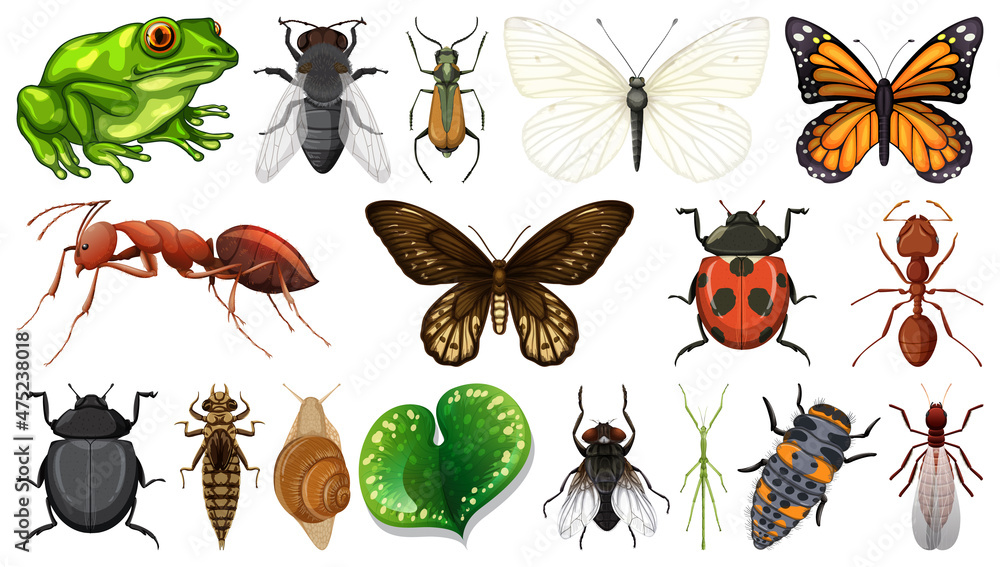 Poster different insects collection isolated on white background