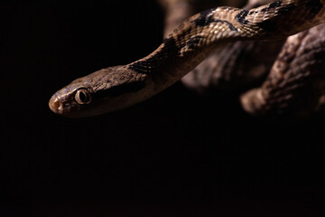 Dog-toothed Cat Snake (Boiga cynodon)