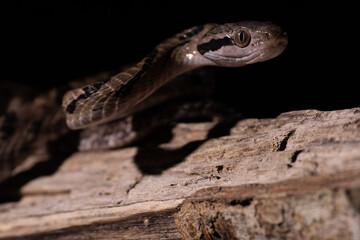 Dog-toothed Cat Snake (Boiga cynodon)