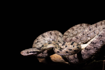 Dog-toothed Cat Snake (Boiga cynodon)