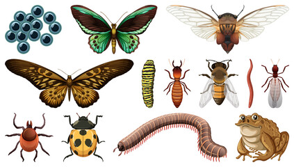 Different insects collection isolated on white background