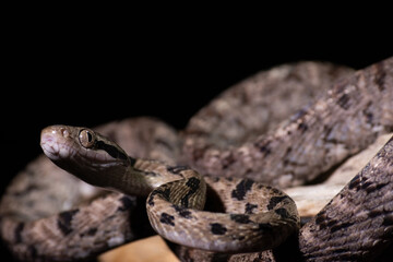 Dog-toothed Cat Snake (Boiga cynodon)