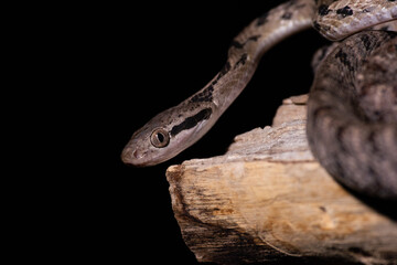 Dog-toothed Cat Snake (Boiga cynodon)