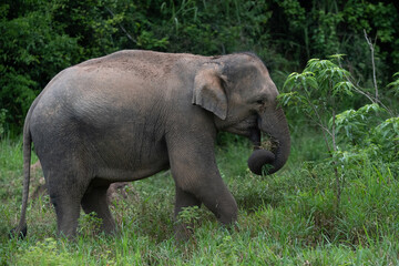 Fototapeta na wymiar asian wild elephant