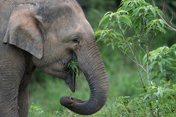 asian wild elephant