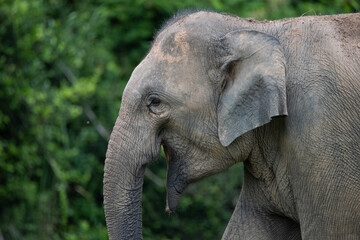 asian wild elephant