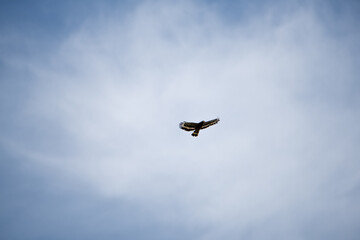 Fototapeta na wymiar eagle on the sky