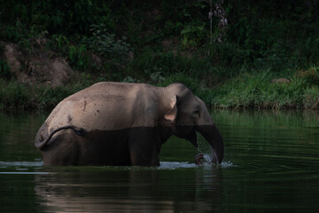 asian wild elephant