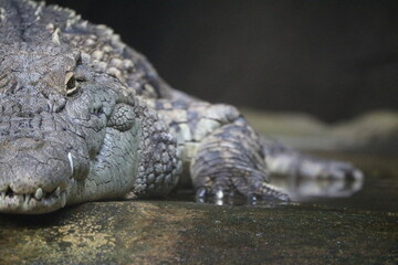 Obraz premium ナイルワニ