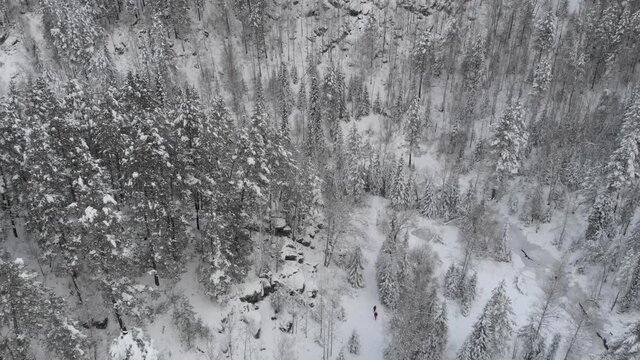 Aerial 4k drone video of top view of winter siberian forest in the mountains, Altai Krai, Western Siberia, Russia.