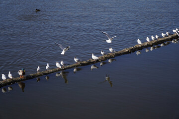 Aerial view of a row of seagulls perched on a long log in a river