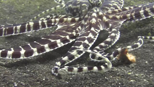 mimic octopus moving left and right over sandy bottom during day, medium shot showing brown and white banded coloration of whole body