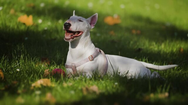 White miniature bull terrier laying on the green lawn, breathing heavily with the tongue out, holding a toy in her paws. Colorful autumn leaves are scattered on the grass. Slow-motion video