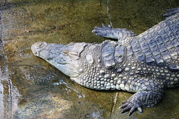 ナイルワニ
